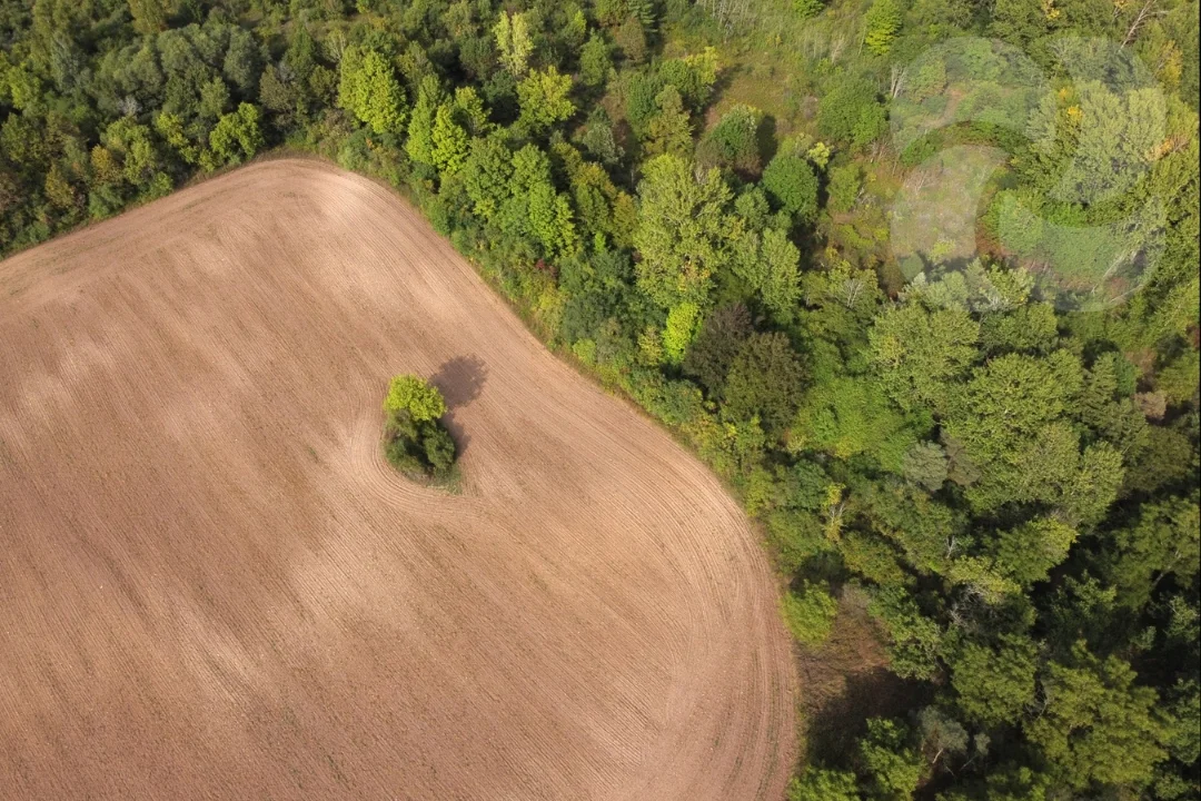 szántóföld erdővel szegélyezve